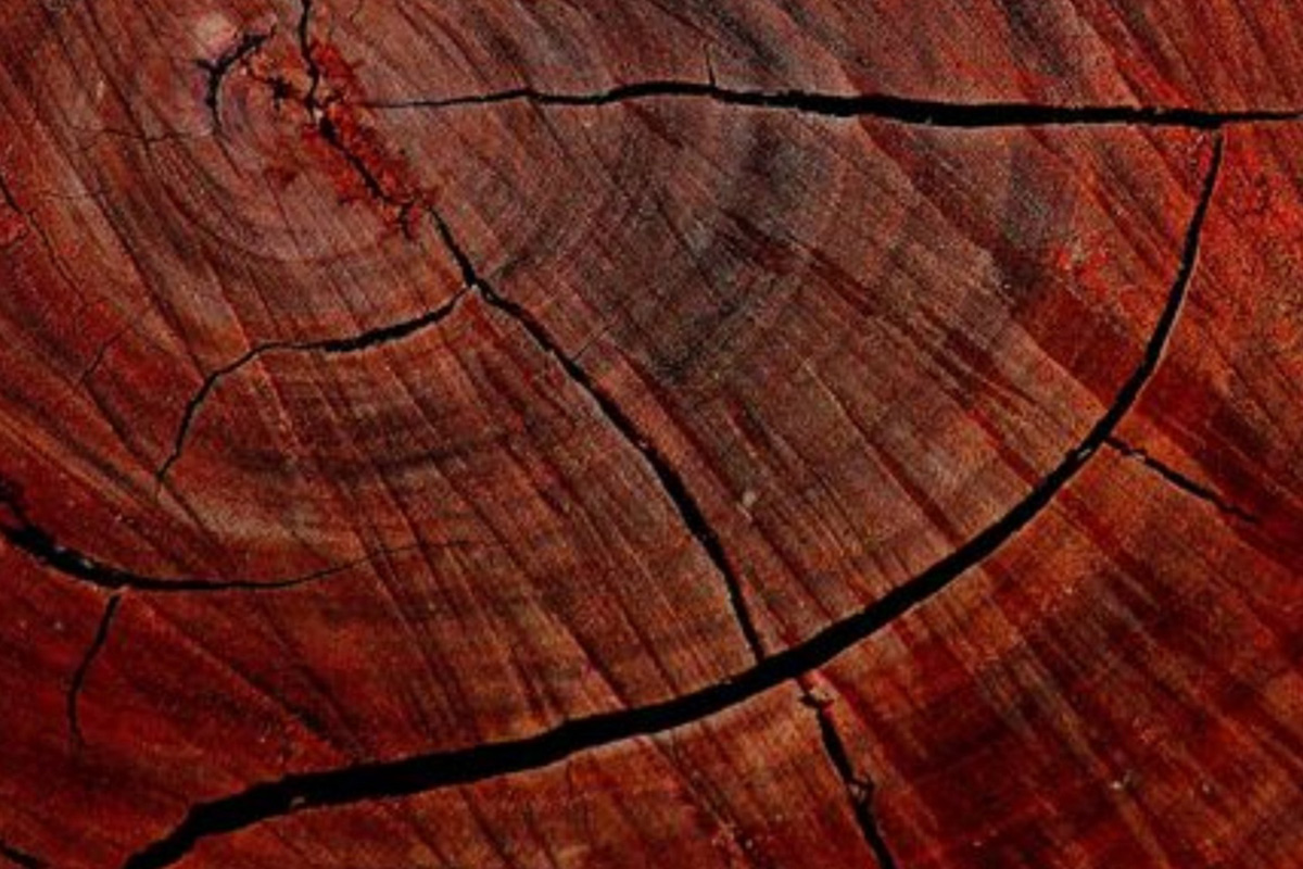 Червоне дерево для2 height=